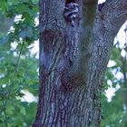 Waschbär verlässt spät abends sein Versteck