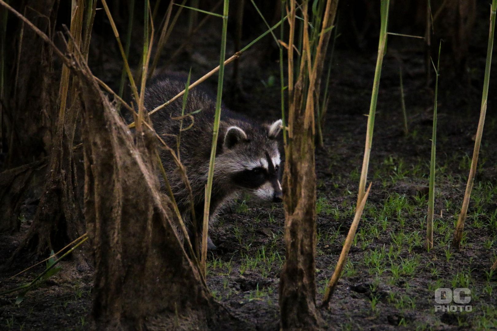 Waschbär verträumt