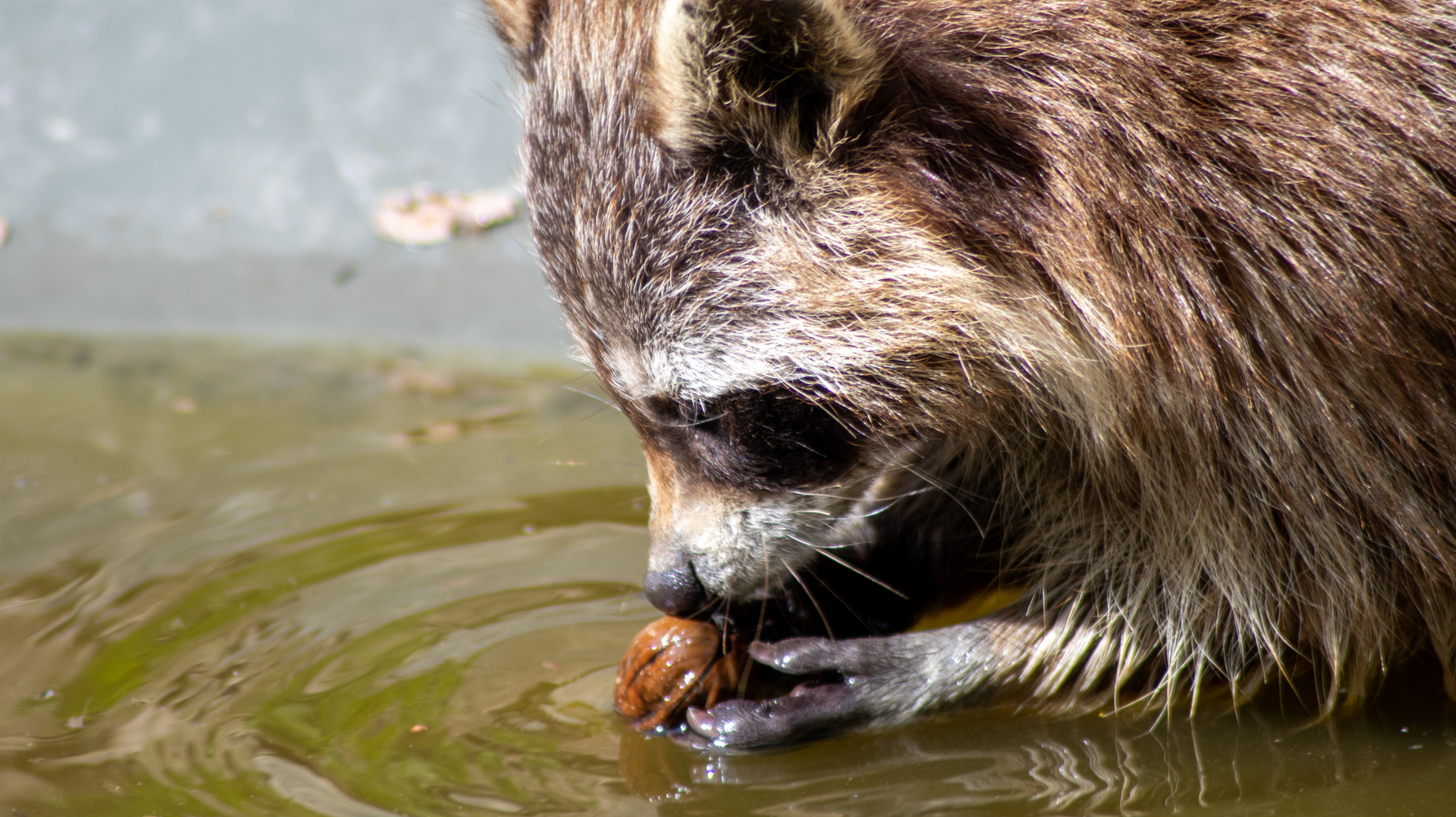 Waschbär wäscht Nuss