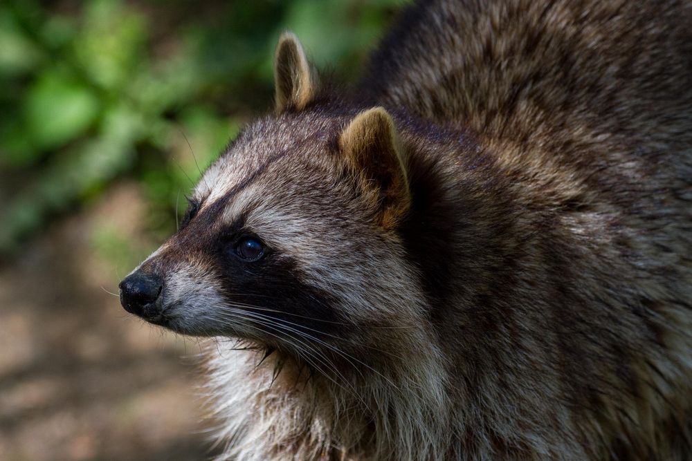 Waschbär wartet auf was Fressbares