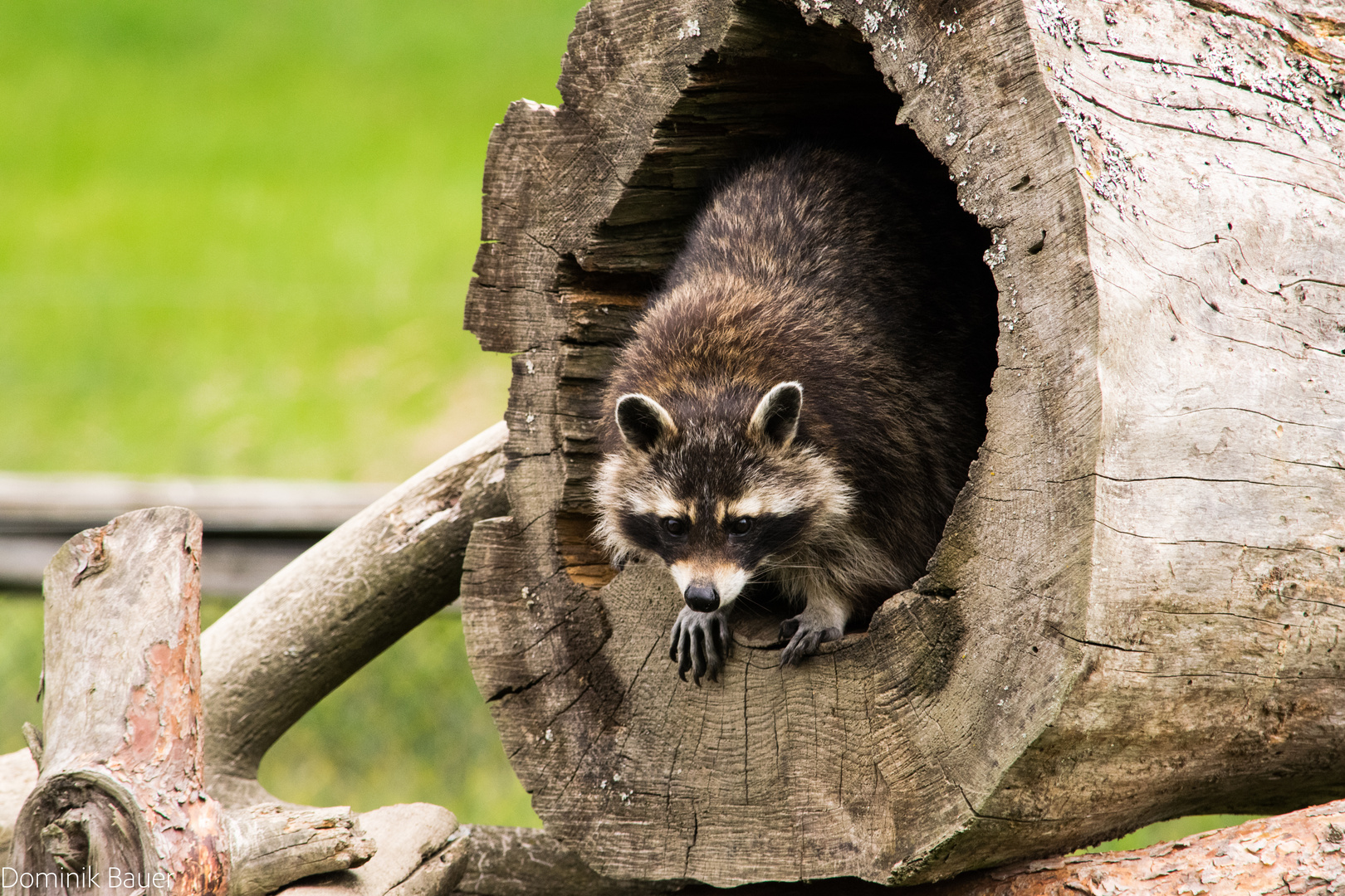 Waschbär was ist hier los :D 