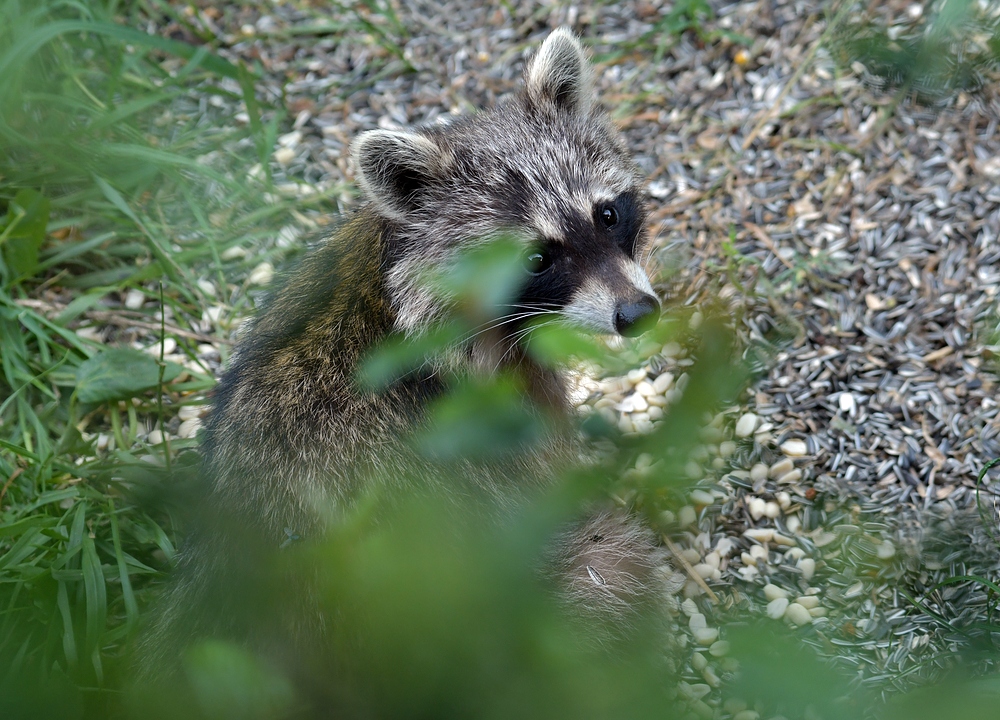 Waschbär: Wenn Vogelfutter nicht in Schnäbel, sondern ins Schnäuzchen wandert