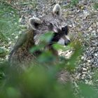 Waschbär: Wenn Vogelfutter nicht in Schnäbel, sondern ins Schnäuzchen wandert