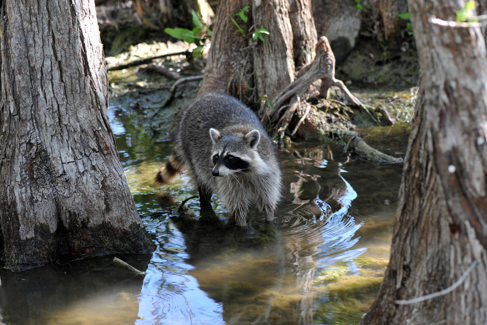 Waschbär (Wildlife)