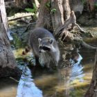 Waschbär (Wildlife)