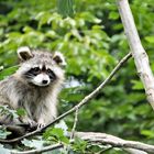 Waschbär, Wildpark Knüll