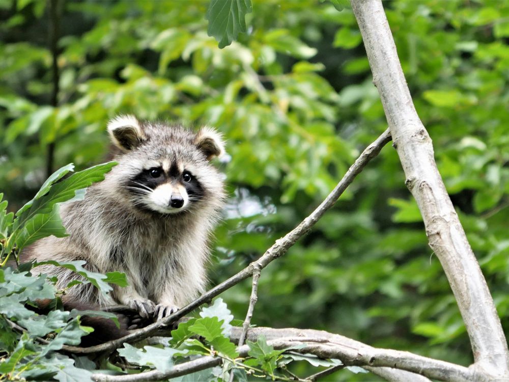 Waschbär, Wildpark Knüll