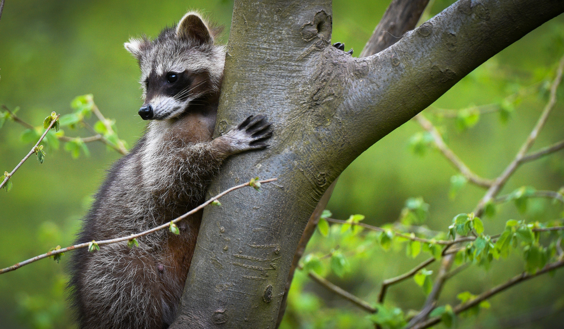 Waschbär will hoch hinaus