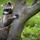 Waschbär will hoch hinaus