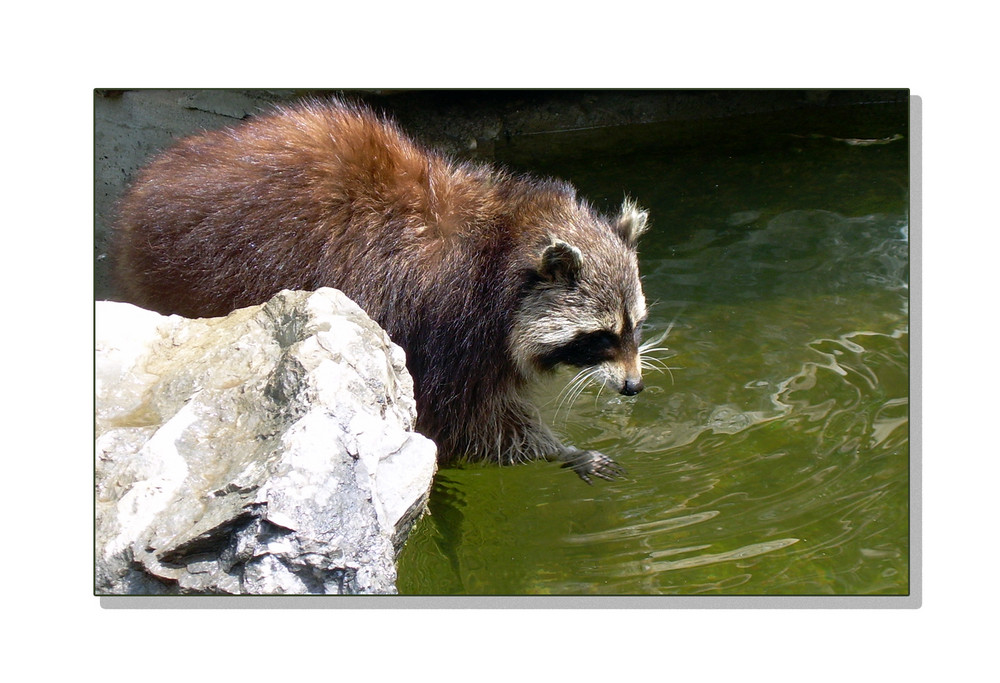 Waschbär; Zoo Duisburg