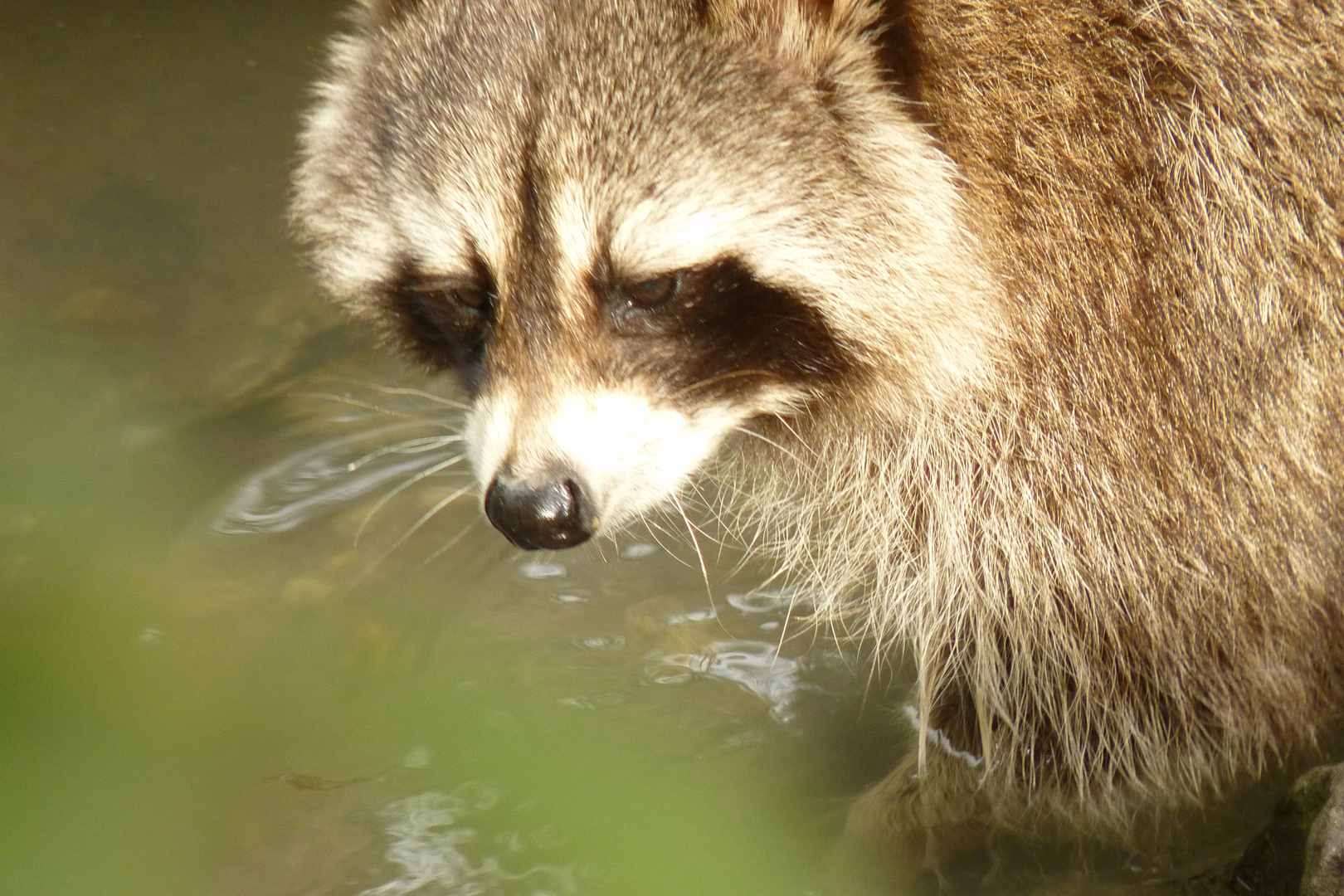 Waschbär ZOOM