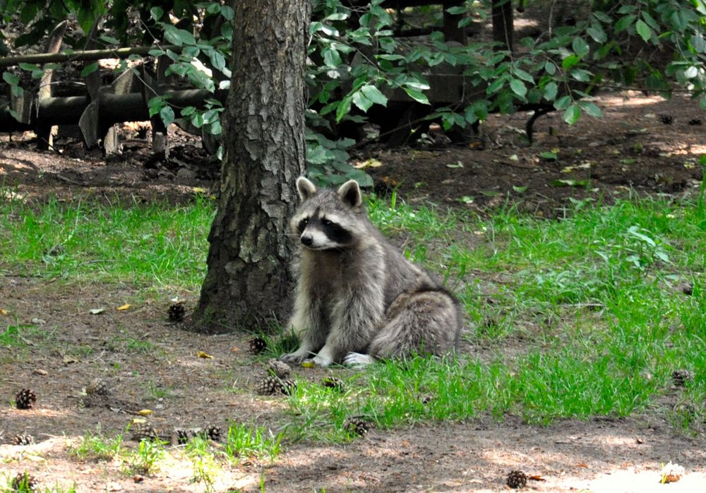 Waschbär001