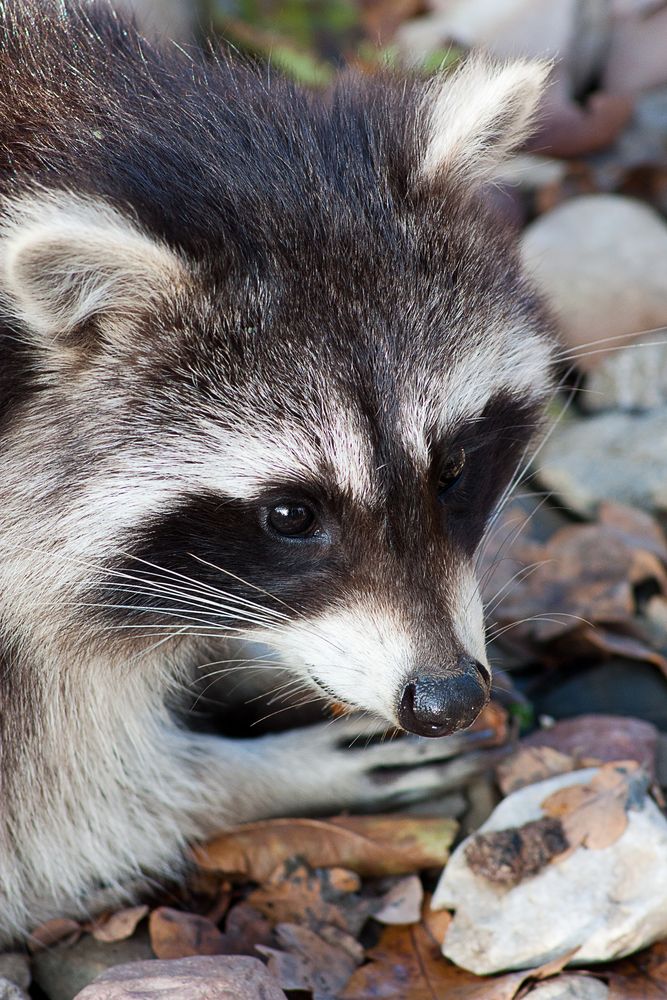 Waschbär1