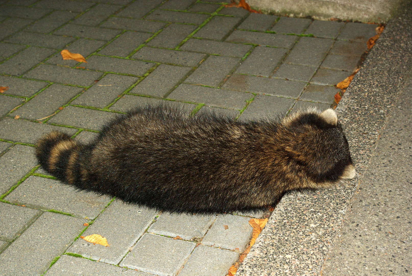 Waschbär2