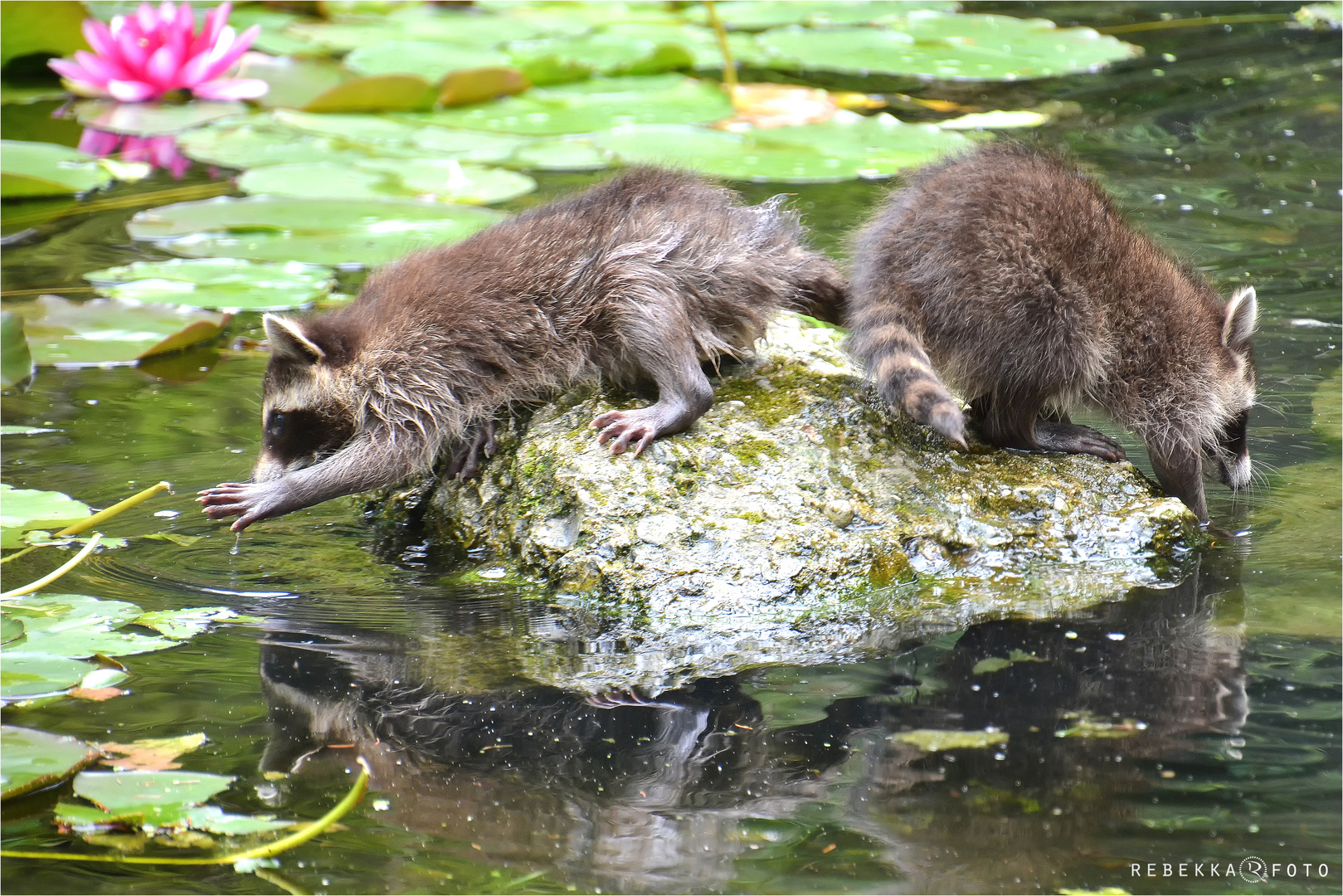 Waschbärchen