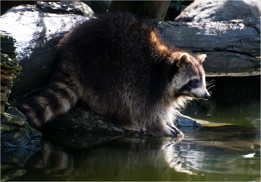 Waschbärchen