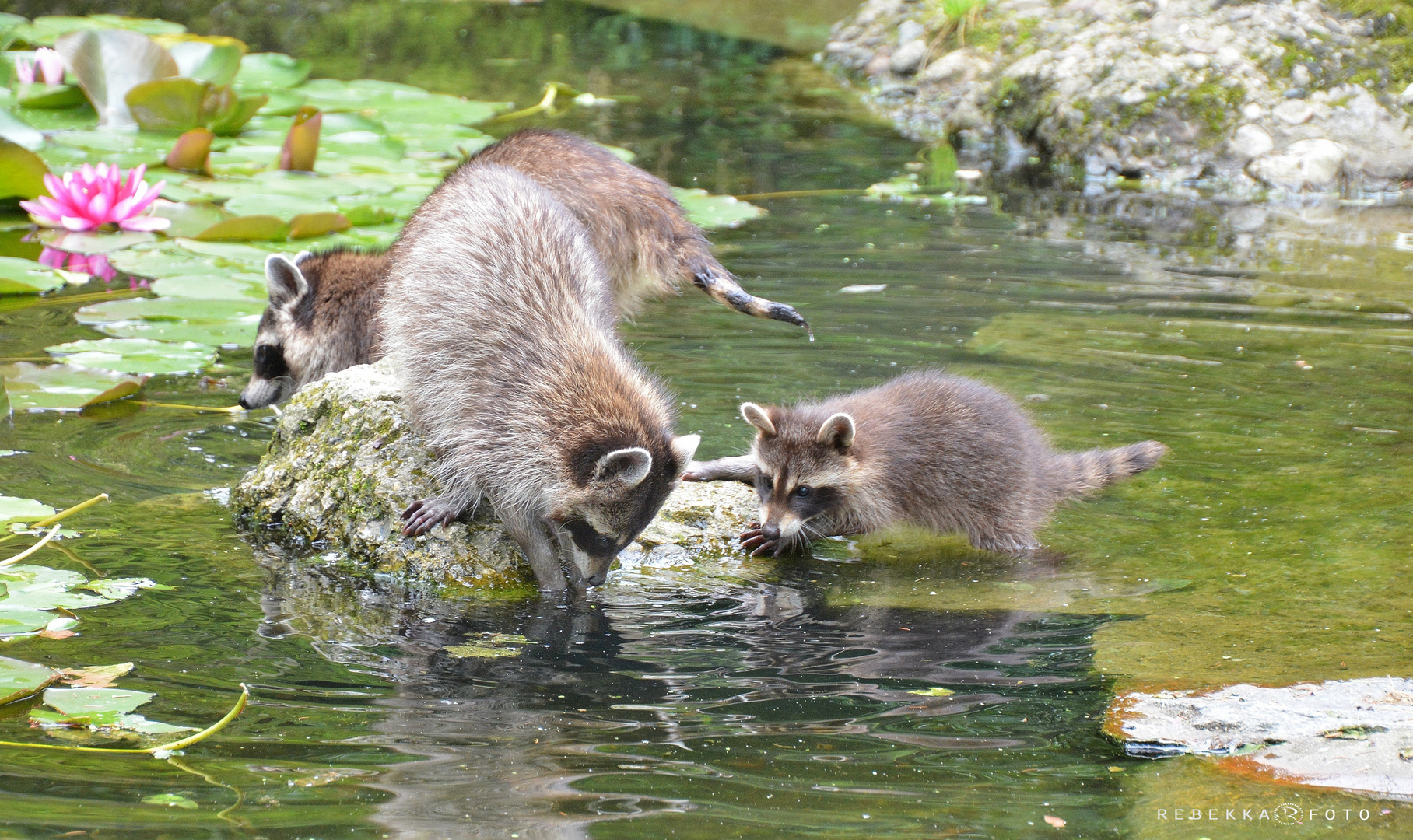 Waschbärchen III