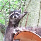 waschbärchen im garten