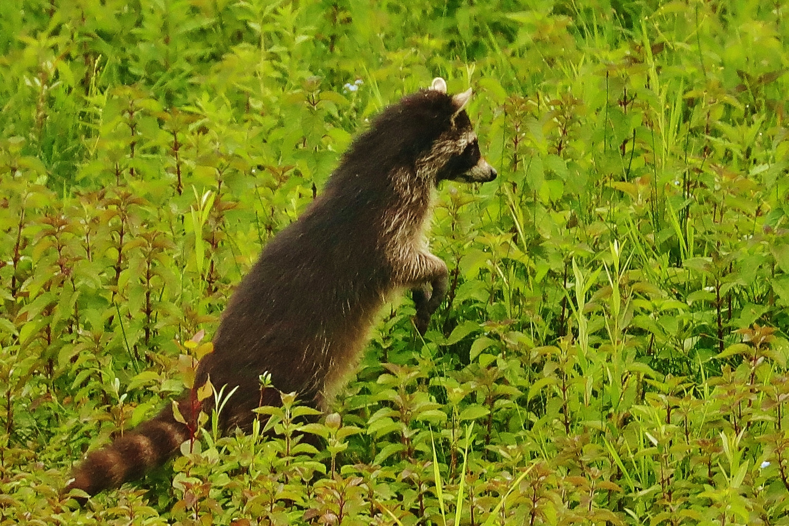 Waschbären