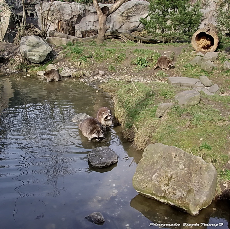 Waschbären