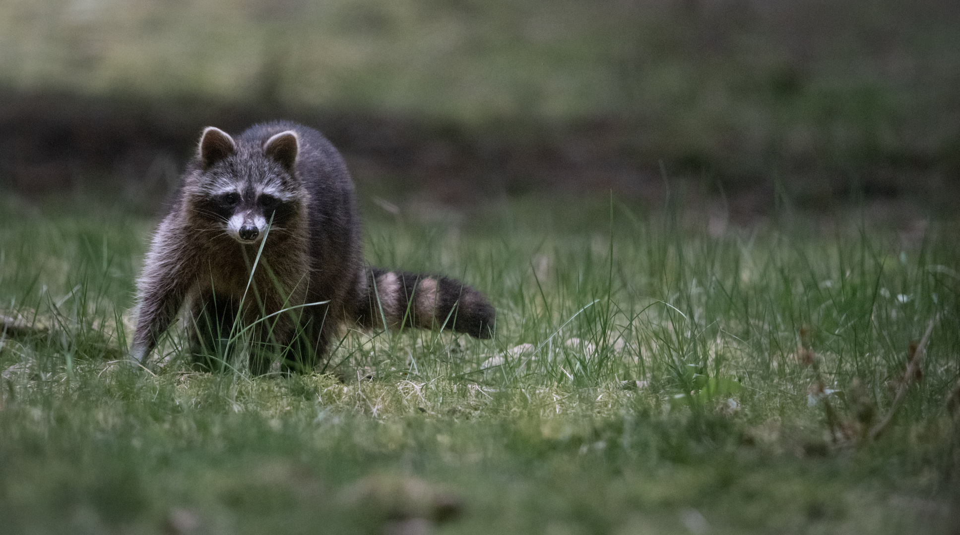 Waschbären am frühen Morgen 