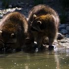 Waschbären auf Futtersuche