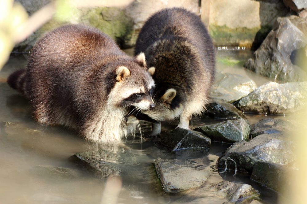 Waschbären