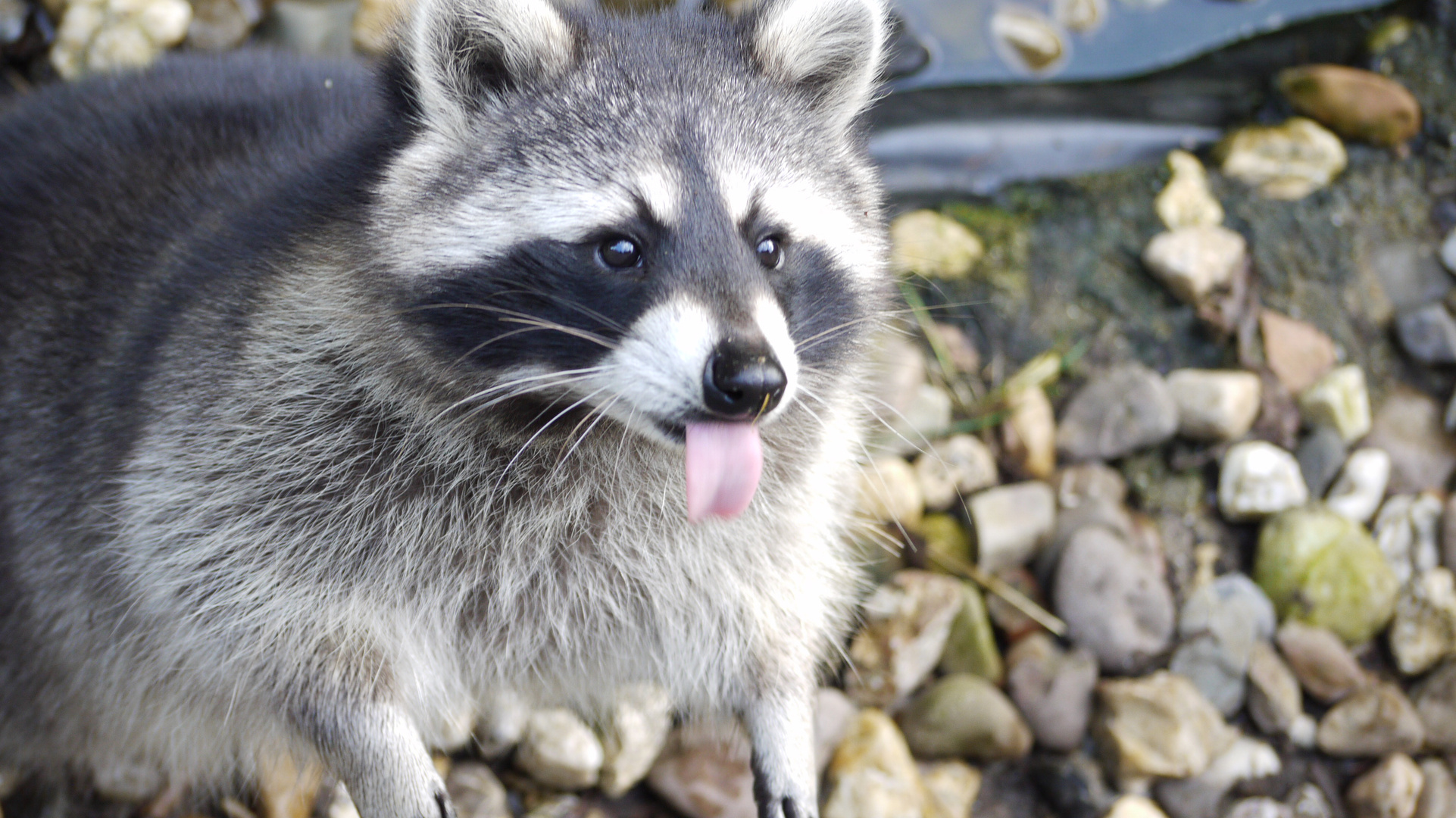 Waschbären die Futterinspektoren