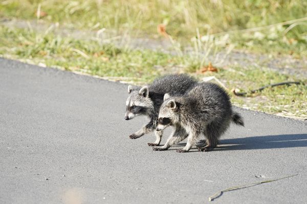 Waschbären-Duo on the road
