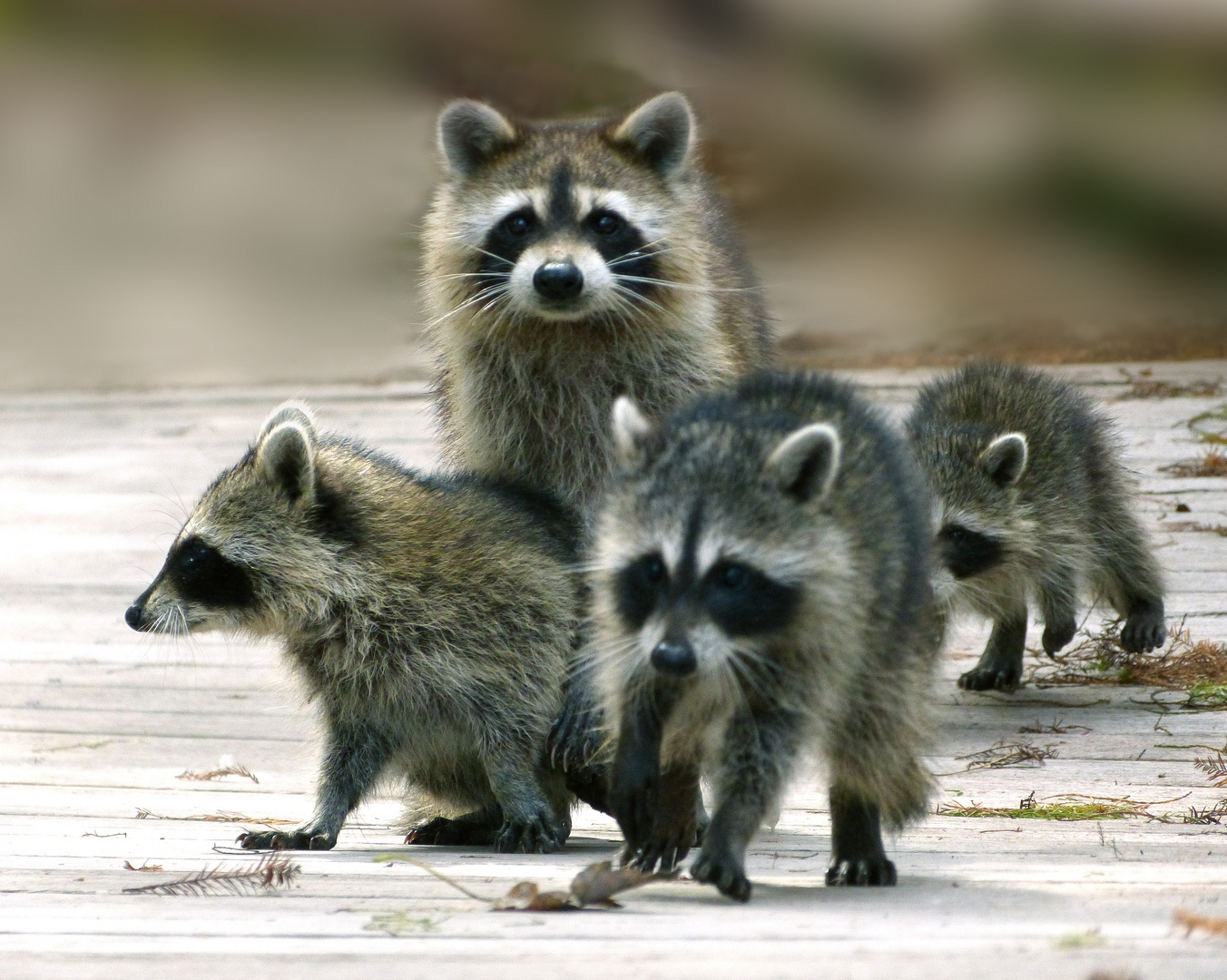 Waschbären-Familie im Corkscrew-Swamp