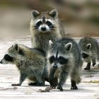 Waschbären-Familie im Corkscrew-Swamp