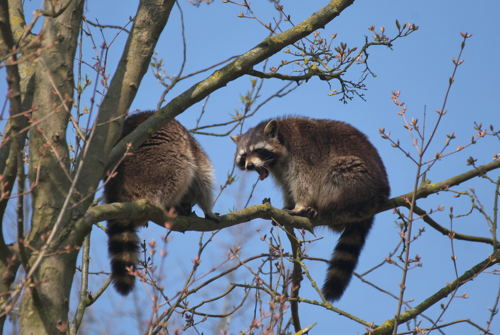 Waschbären Geplänkel