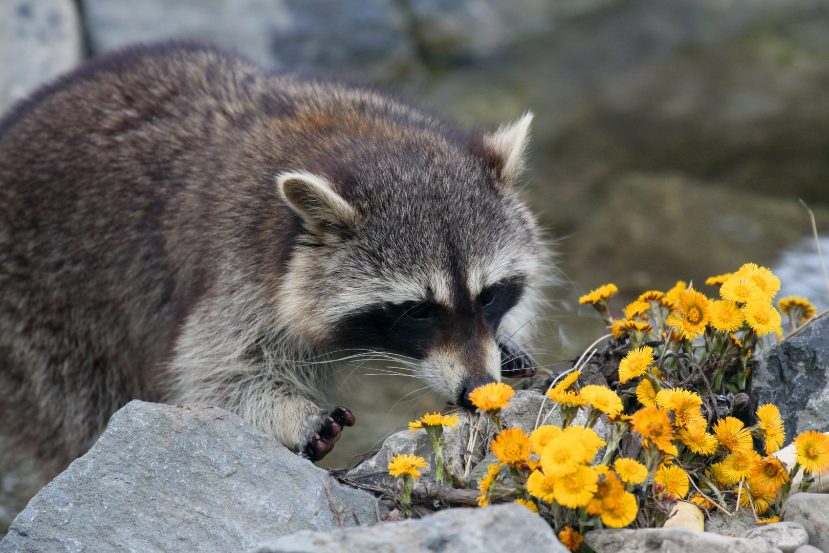 Waschbären im Frühling