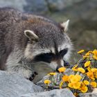 Waschbären im Frühling