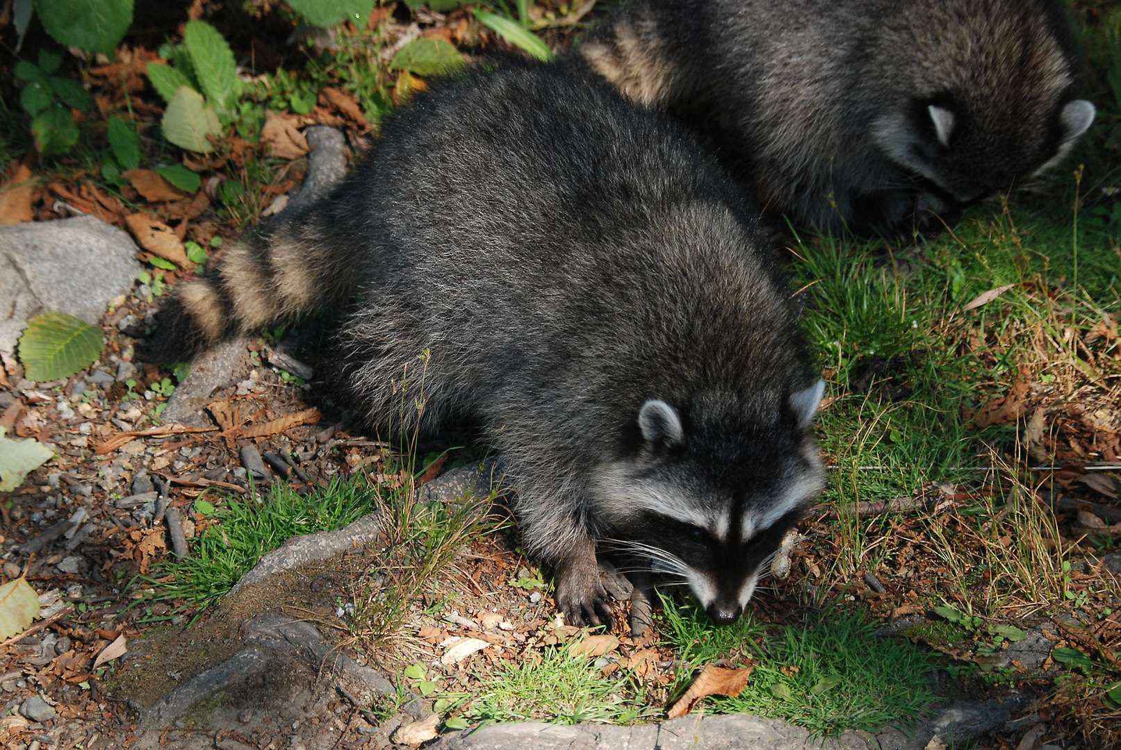 Waschbären im Stanley Park, Vancouver 2009