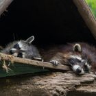 Waschbären im Wildparadies Tripstrill