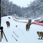 Waschbären im Winter