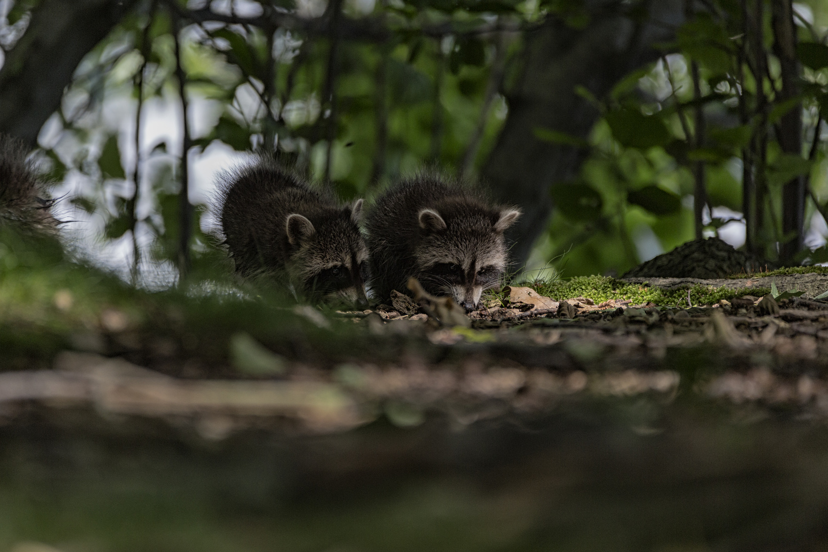 Waschbären - Jungtiere