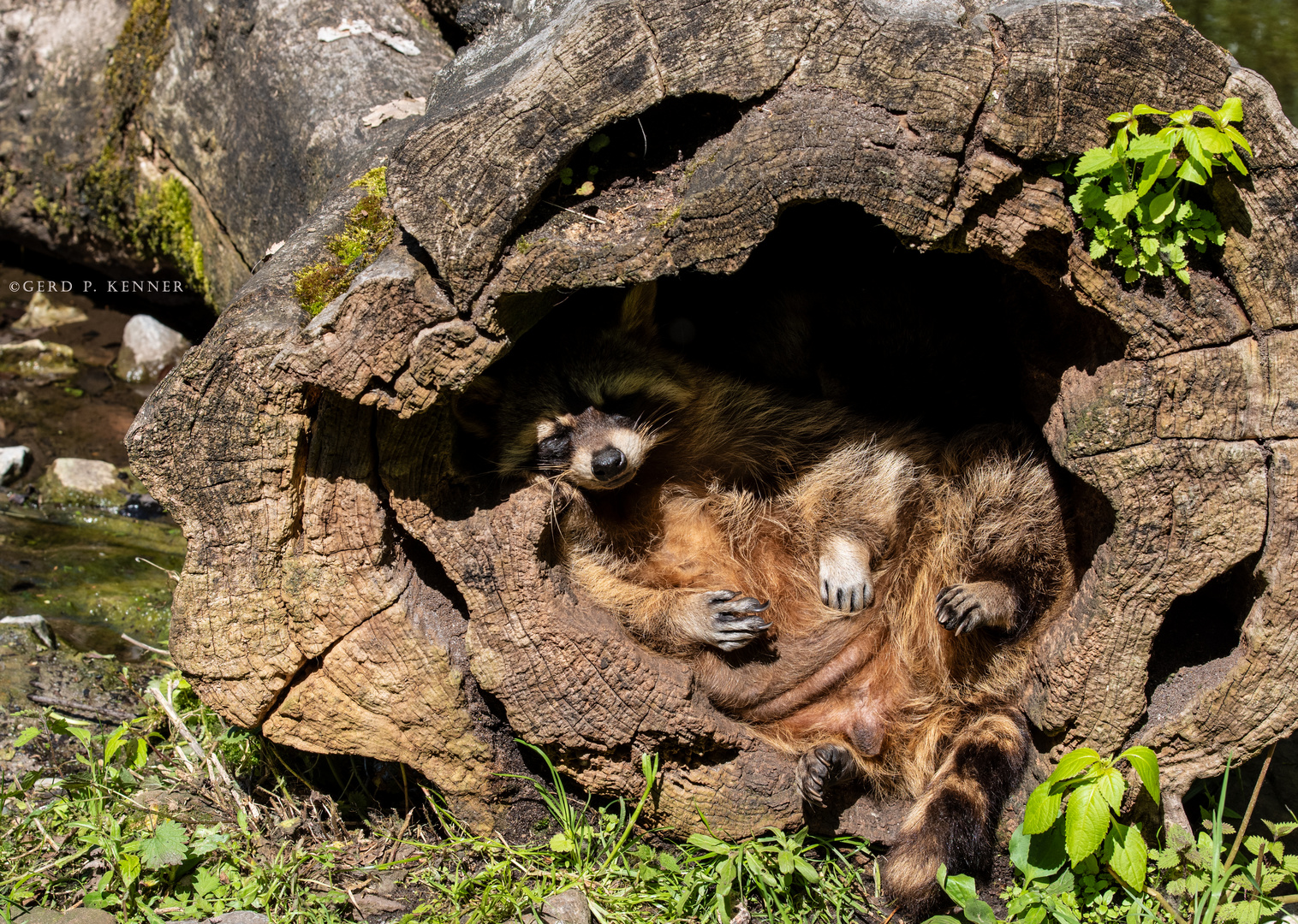 Waschbären Pascha im Relax Mode