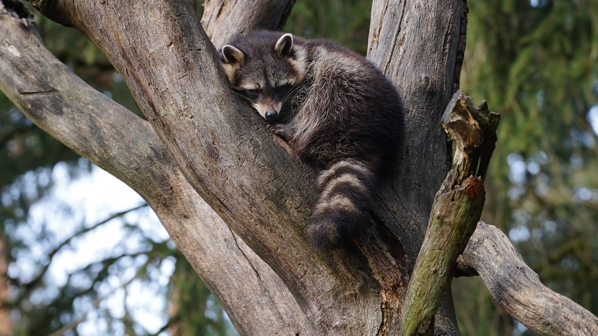 Waschbären Siesta