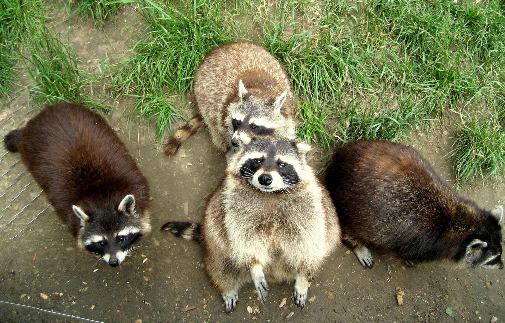 Waschbären sind immer hungrig......hörst DU nicht, wie unser Magen knurrt ????