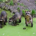 Waschbären ZooParc Overloon