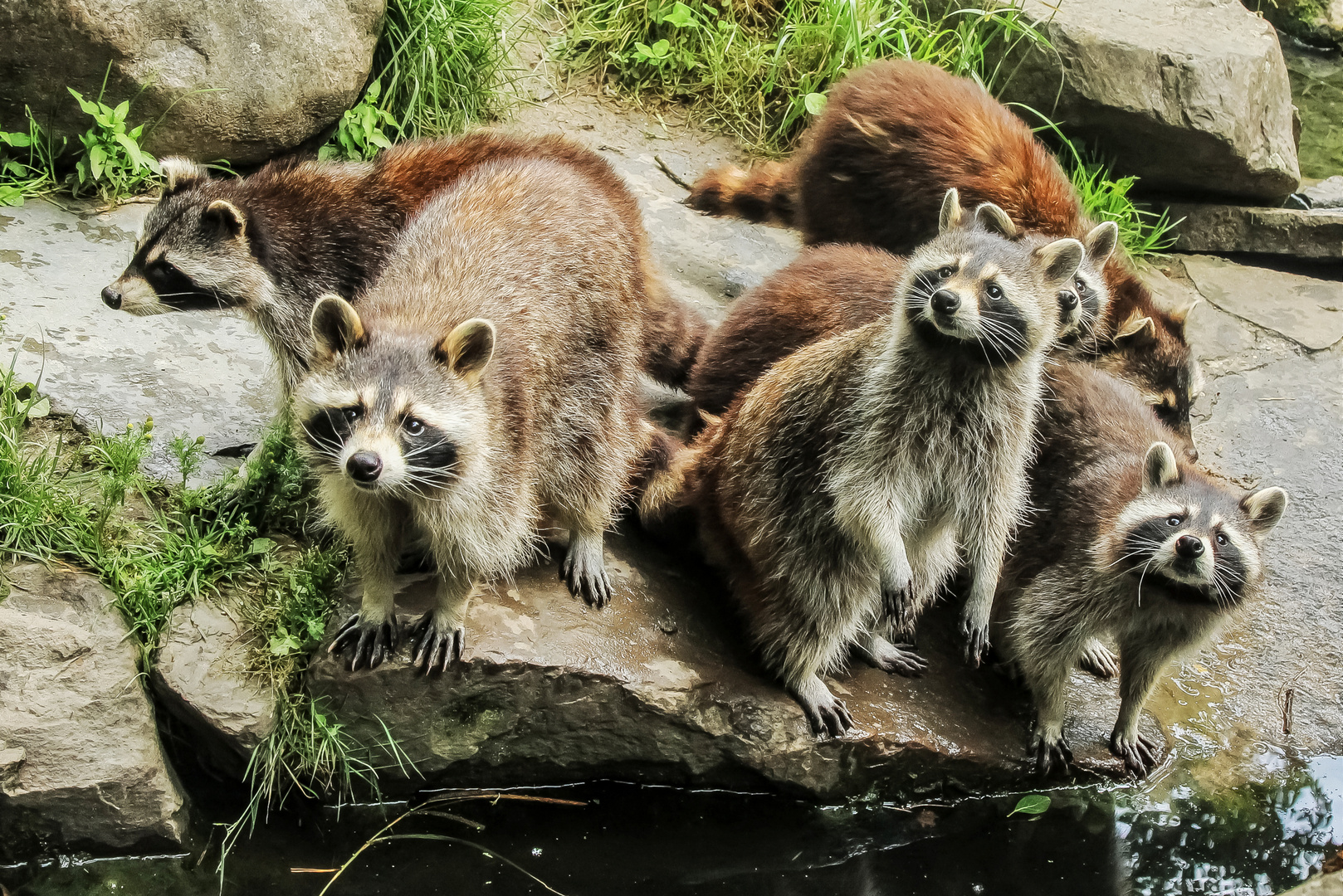 Waschbärenfamilie