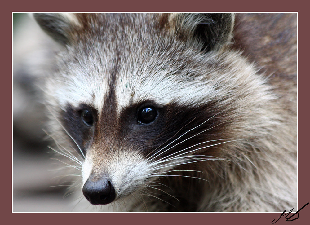 Waschbärenportrait