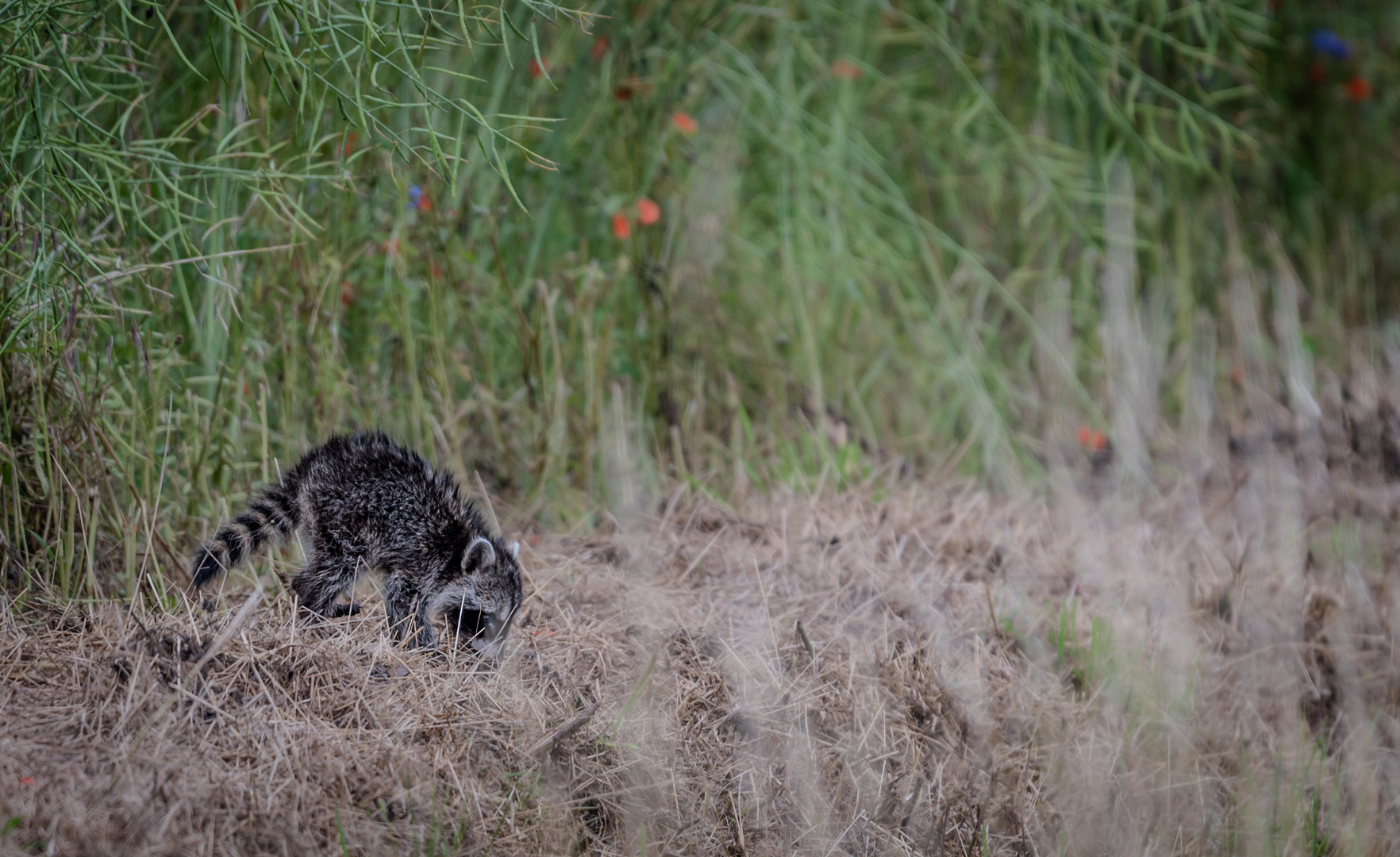 Waschbärjunges am Feldrand