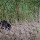 Waschbärjunges am Feldrand