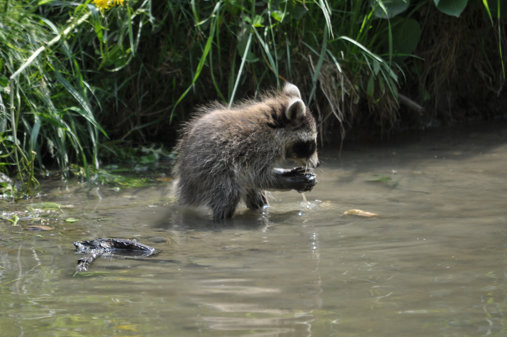 Waschbärjunges im Gelsenkirchener Zoo