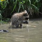 Waschbärjunges im Gelsenkirchener Zoo