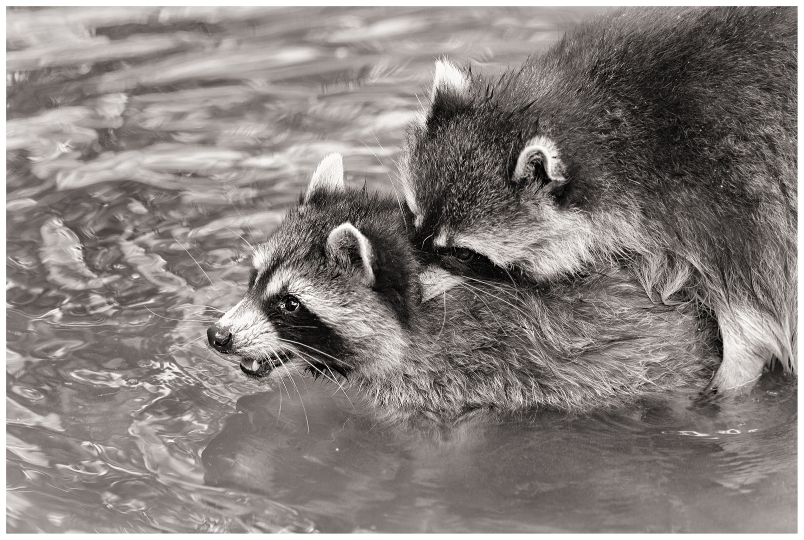 Waschbärliebe