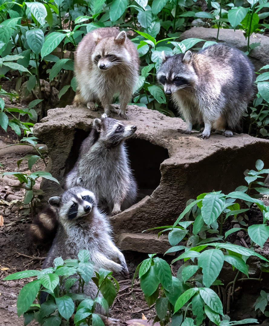 Waschbärparade